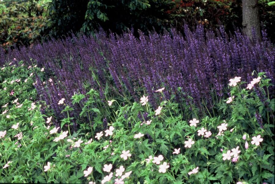 Salvia nem. 'Mainacht' - ↕10-25cm - Ø9cm - 24x