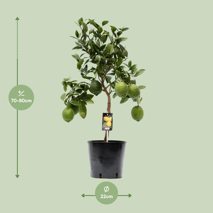 Limone - Albero di limoni - ↕80cm - Ø22cm