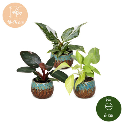 Baby Philodendron Tricolour 3x - Wit - Roze - Geel - Groen - Tropisch - incl. Copper Reef - Ø6cm - ↕10-15cm