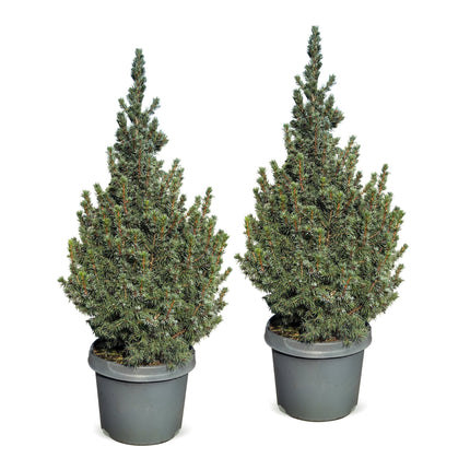 2x Picea glauca Sander's Blue - Blauwe kegelspar - Blauw - Kerstboom - Ø23cm - ↕60cm