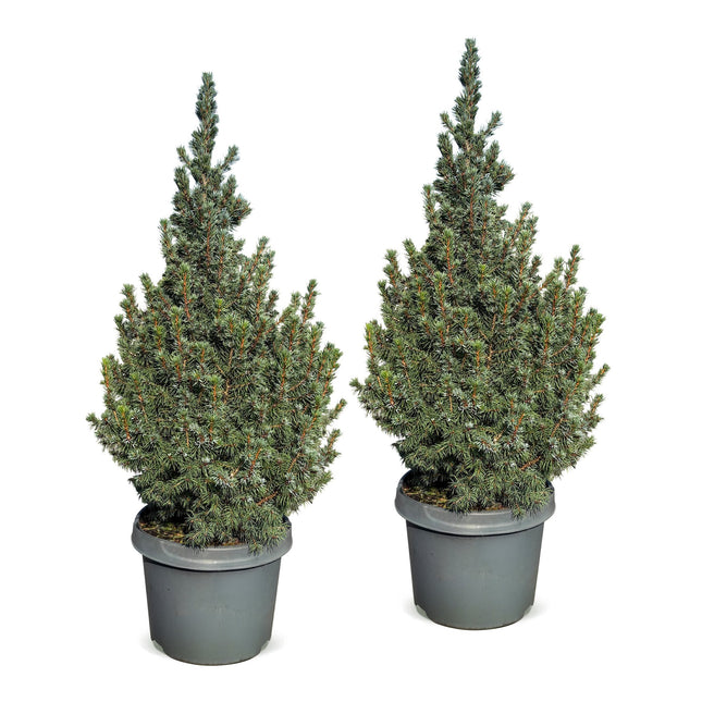 2x Picea glauca Sander's Blue - Blauwe kegelspar - Blauw - Kerstboom - Ø23cm - ↕60cm