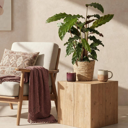 Calathea Rufibarba - Planta pavo real - ↕55-60 cm - Ø17 cm