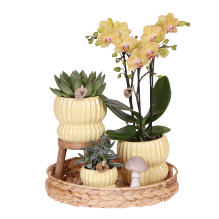 Kolibri Orchids | Gift Set Horizon Geel - Gele Phalaenopsis Orchidee Blossom Lima & Succulenten