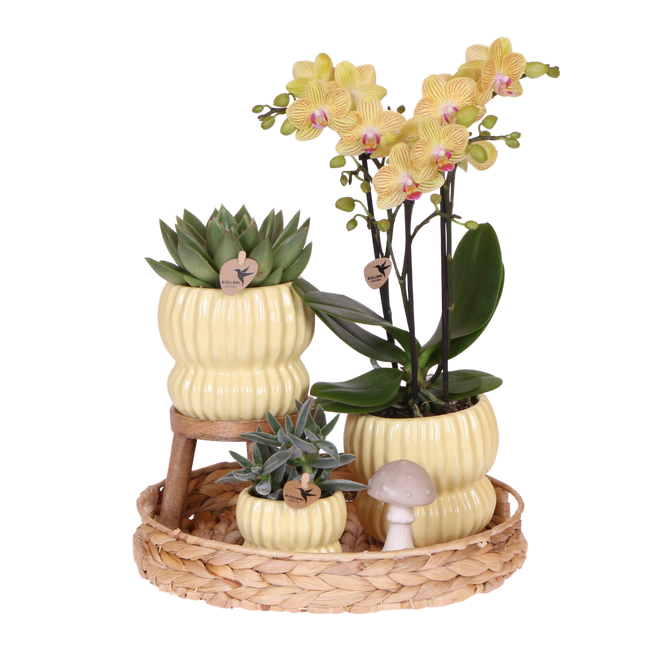Kolibri Orchids | Gift Set Horizon Geel - Gele Phalaenopsis Orchidee Blossom Lima & Succulenten