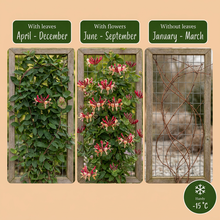 Lonicera jap. 'Red World' - Japanse kamperfoelie 4x - Rood - Roze - Klimplant - Ø9cm - ↕35cm