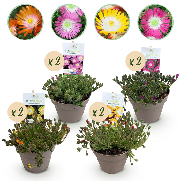 Bodembedekker - Winterhard - Delosperma Jewel of Dessert - 8 Planten - Kleuren Rood - Oranje - Paars - Roze - Weinig Onderhoud - Pot 14 Hoogte 17