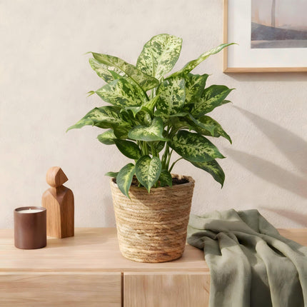 Dieffenbachia Compacta - with basket - ↕45-50cm - Ø17cm