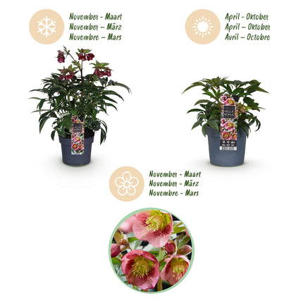 Lenzrose (Helleborus dacaya) – Rosa Blüte – Immergrün – Topf: 19 cm, Höhe: 50 cm