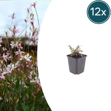 Prachtkaars - Gaura lindheimeri 'Siskiyou Pink' - ↕10-25cm - Ø9cm - 12x