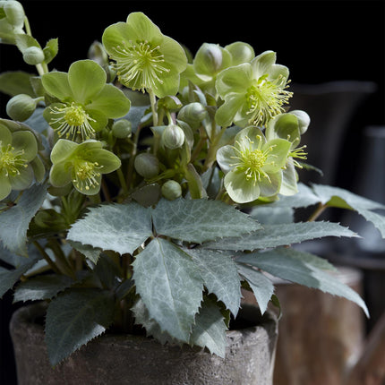 Lenten Rose - Helleborus sternii Silver Dollar - Green Flower - ↕35cm - Ø14cm - 2x
