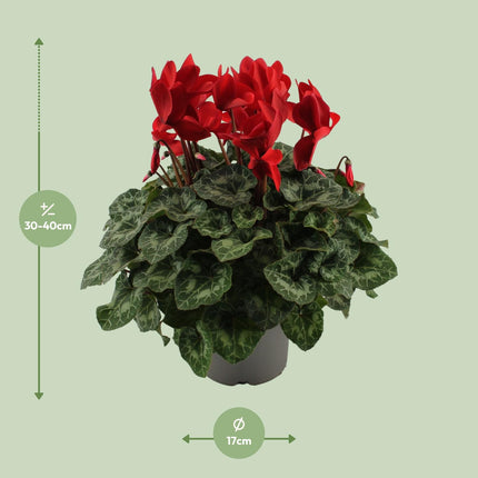 Red Cyclamen - ↕40cm - Ø17cm