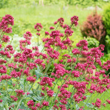 Centranthus ruber 'Coccineus' - Fiore sporale - ↕10-25cm - Ø9cm - 48x