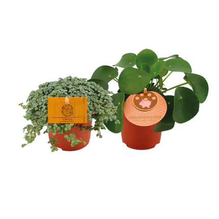 Pilea Duo 1.0 - ↕15cm - Ø10.5cm - 2x