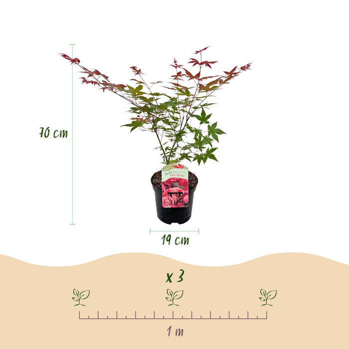 Terrasplant - Japanse Esdoorn - Acer palmatum Beni Maiko - Rood - Bladverliezend - ↕70cm - Ø19cm