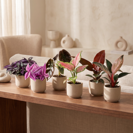 Baby Planten Paradise Mix - Diversen 6x - Tropisch - incl. Copper Reef - Ø6cm - ↕10-15cm