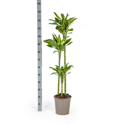 Dracaena Fragrans Golden Coast met mand - ↕130-150cm - Ø24cm