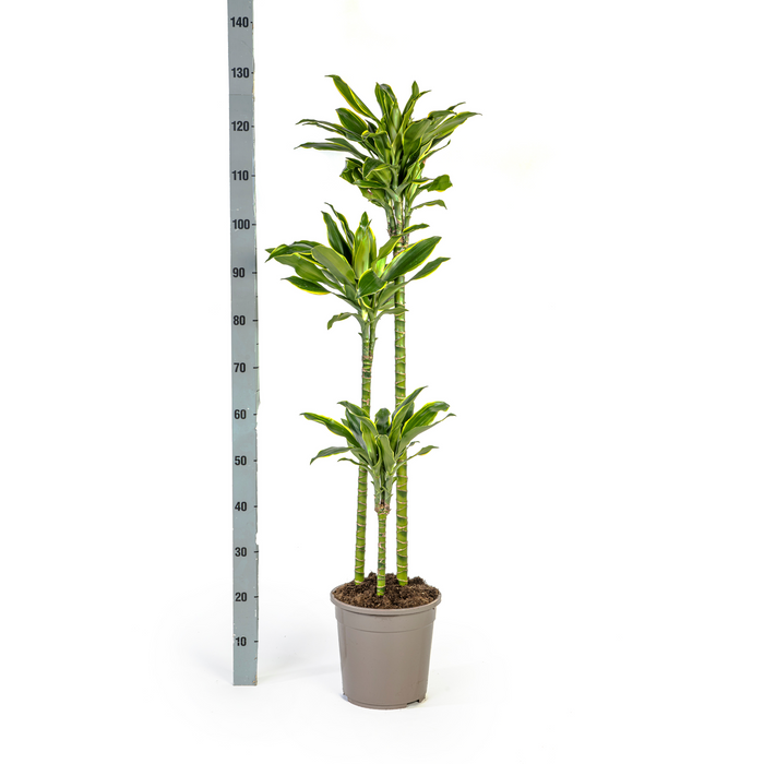 Dracaena Fragrans Golden Coast met mand Ø24cm - ↕130 - 150cm