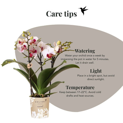 Kolibri Orchids | Gift Set Oyster - Witte Phalaenopsis Orchidee Mineral Gibraltar & Succulent