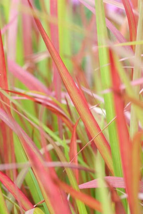 Imperata Cylindrica 'Red Baron' - Erba sanguigna giapponese - ↕10-25cm - Ø9cm - 24x