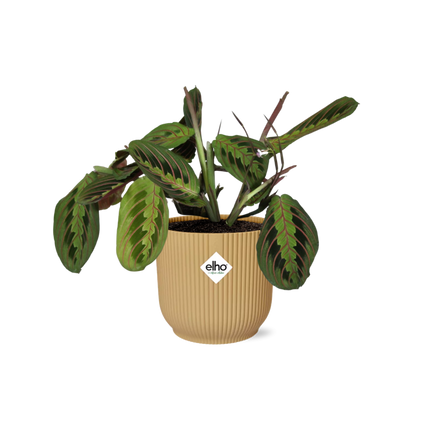 Maranta Leuconeura ‘Fascinator’ Tricolor in gele elho Vibes Fold - ↕20-30cm - Ø14cm