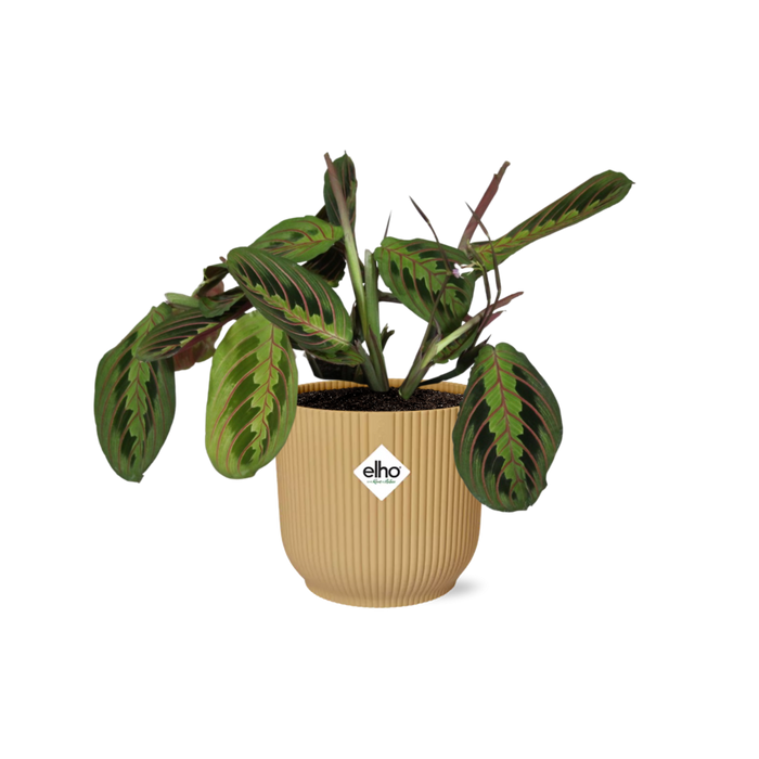 Maranta Leuconeura ‘Fascinator’ Tricolor in elho Vibes Fold Ø14cm geel