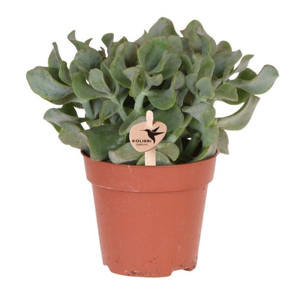Crassula Arborescens - vetplant - Kolibri Greens - Ø12cm