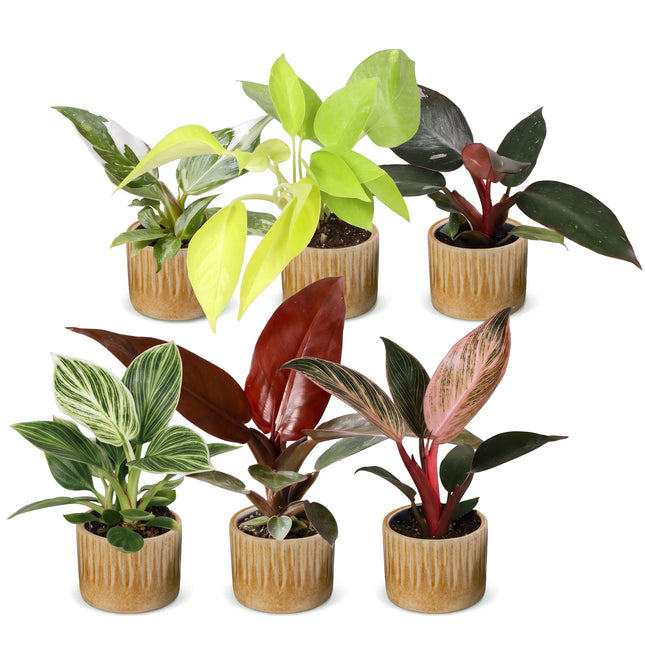 Baby Philodendron Family 6x - Wit - Roze - Geel - Groen - Rood - Tropisch - incl. Linnea Honey - Ø6cm - ↕10-15cm