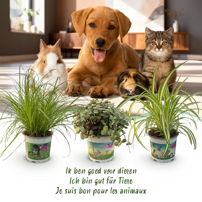 Plantenbox - Cyperus - Calissia - Chlorophytum - Mix van 3 - Huisdiervriendelijke Planten - Pot 12cm - Hoogte 20cm