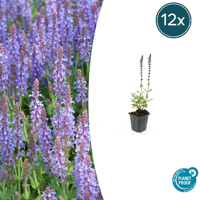 Salvia Nemorosa 'Caradonna' - Forest Sage - ↕10-25cm - Ø9cm - 12x