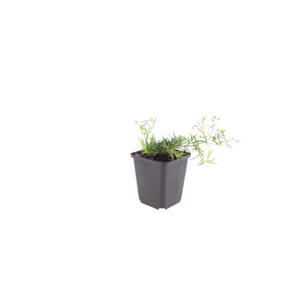 Phlox subulata 'Emerald Cushion Blue' - Kruipphlox - ↕10-25cm - Ø9cm - 12x