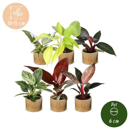 Baby Philodendron Family 6x - Wit - Roze - Geel - Groen - Rood - Tropisch - incl. Linnea Honey - Ø6cm - ↕10-15cm