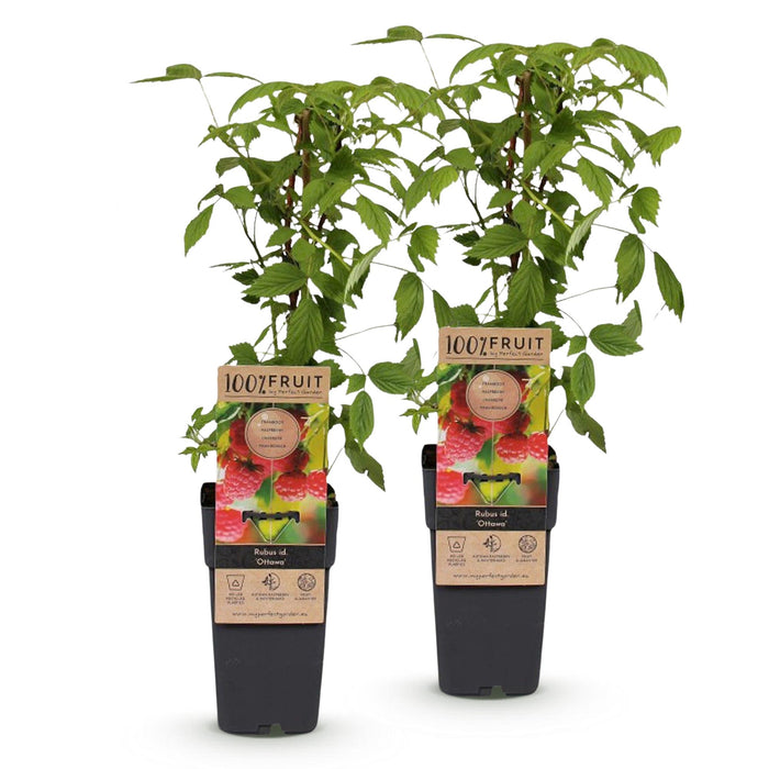 Rubus idaeus Ottawa - Hindbærplante - Hårdfør - Rød hindbær - 2 planter - 15 cm potte - Højde 50 cm