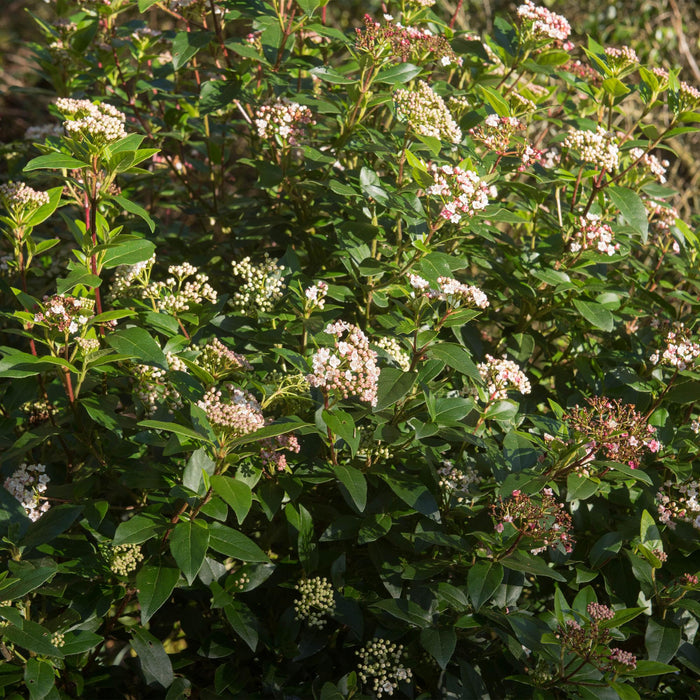 Tuinplant - Viburnum tinus Eve Price - Plant op stam - Terras Plant - Bladhoudend - Weinig Onderhoud - Pot 19cm Hoogte 90cm