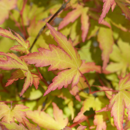 Japanese Maple - Acer Palmatum Sangokaku - Green - ↕35cm - Ø12cm - 3x