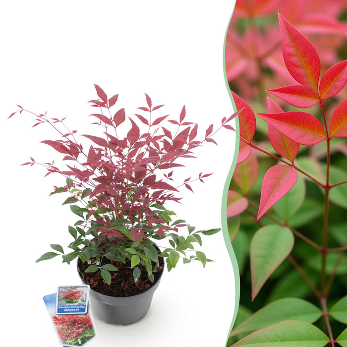 Nandina Obsessed - Rood - 1 Plant - Groenblijvend - Weinig Onderhoud - Pot 17cm Hoogte 45cm