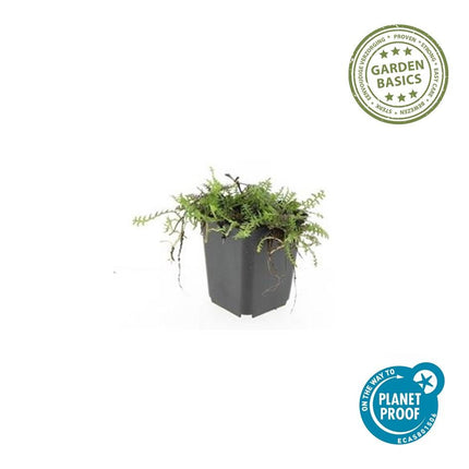 Leptinella Squalida – Kupferknopf – ↕10–25 cm – Ø9 cm – 60 Stück