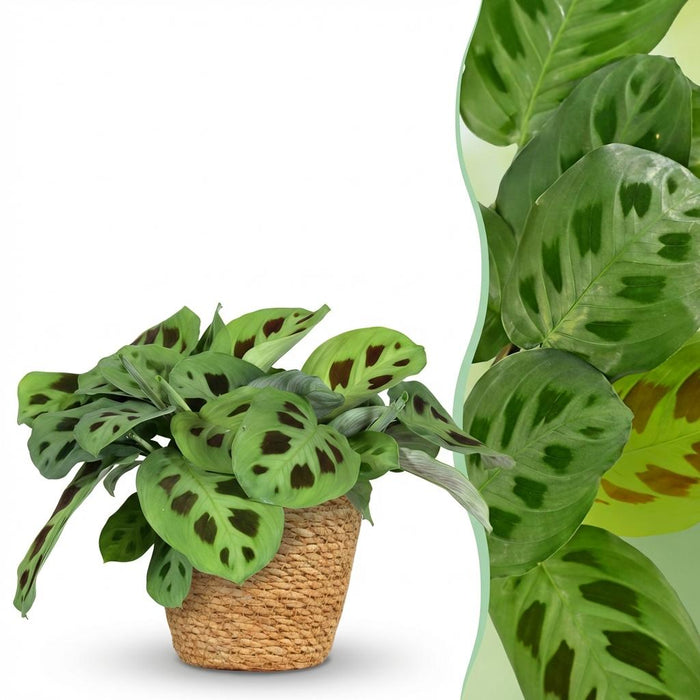 Maranta Fascinator Kerchoveana - Zebraplant - met Mand - ↕25cm - Ø12cm