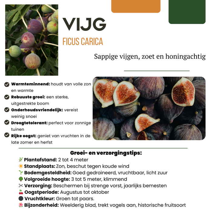Vijgenbomen Biologisch - ↕20cm - Ø13cm - 6x