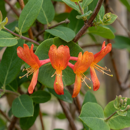 Lonicera br. 'Dropmore Scarlet' - Kamperfoelie 'Dropmore Scarlet' 4x - Rood-Geel - Klimplant - Ø9cm - ↕35cm