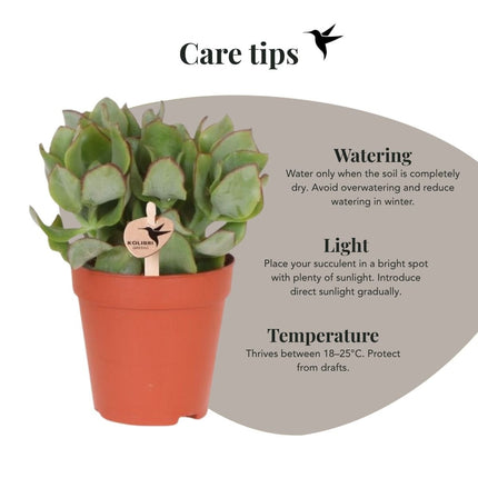 Crassula Arborescens - vetplant - Kolibri Greens - Ø9cm