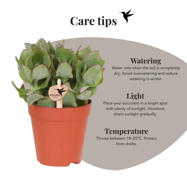 Crassula Arborescens - vetplant - Kolibri Greens - Ø9cm
