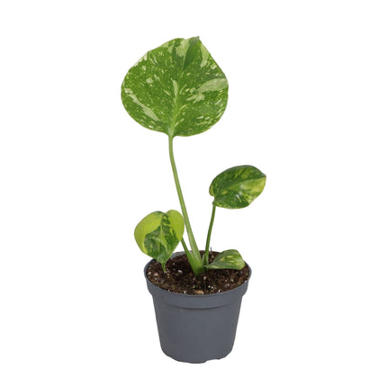 Monstera Deliciosa Electro Light - Gatenplant - Groen - Tropisch - Ø6cm - ↕18cm