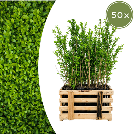 Ligustrum Ovalifolium - Ligusterhaag - Palletdeal - ↕60-80cm - Ø19cm - 50x