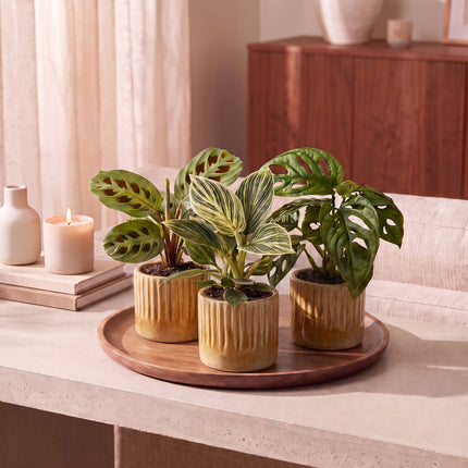 Baby Plants Surprise Box 3x - Verrassingsbox kleine planten - Diversen - Tropisch - incl. Linnea Honey - Ø6cm - ↕5-15cm