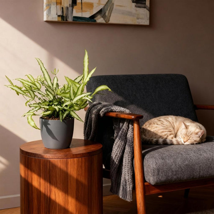 Pteris cretica Albolineata - Lintvaren - met grijze plantenpotten - ↕20cm - Ø12cm - 4x