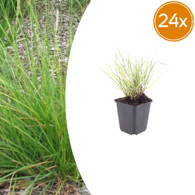 Hierba de brezo de otoño - Sesleria autumnalis - ↕10-25cm - Ø9cm - 24x