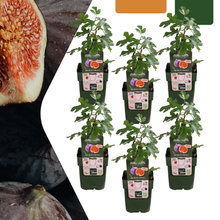 Ficus Carica - Organiczne drzewa figowe - ↕20cm - Ø13cm - 6x