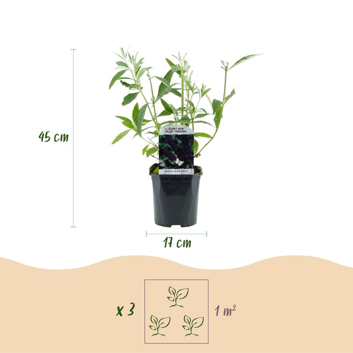 Buddleja davidii Black Night - Vlinderstruik - Paars - ↕45cm - Ø17cm - 3x