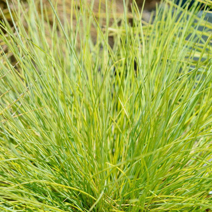 Siergrassen - Festuca glauca Golden Toupee - Geel - 2 Planten - Bladhoudend - Weinig Onderhoud - Pot 17cm Hoogte 50cm
