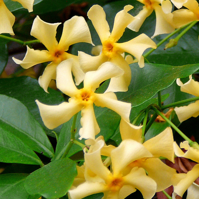 Gele Toscaanse Jasmijn - Trachelospermum asiaticum 'Yellow Star' - ↕75cm - Ø23cm